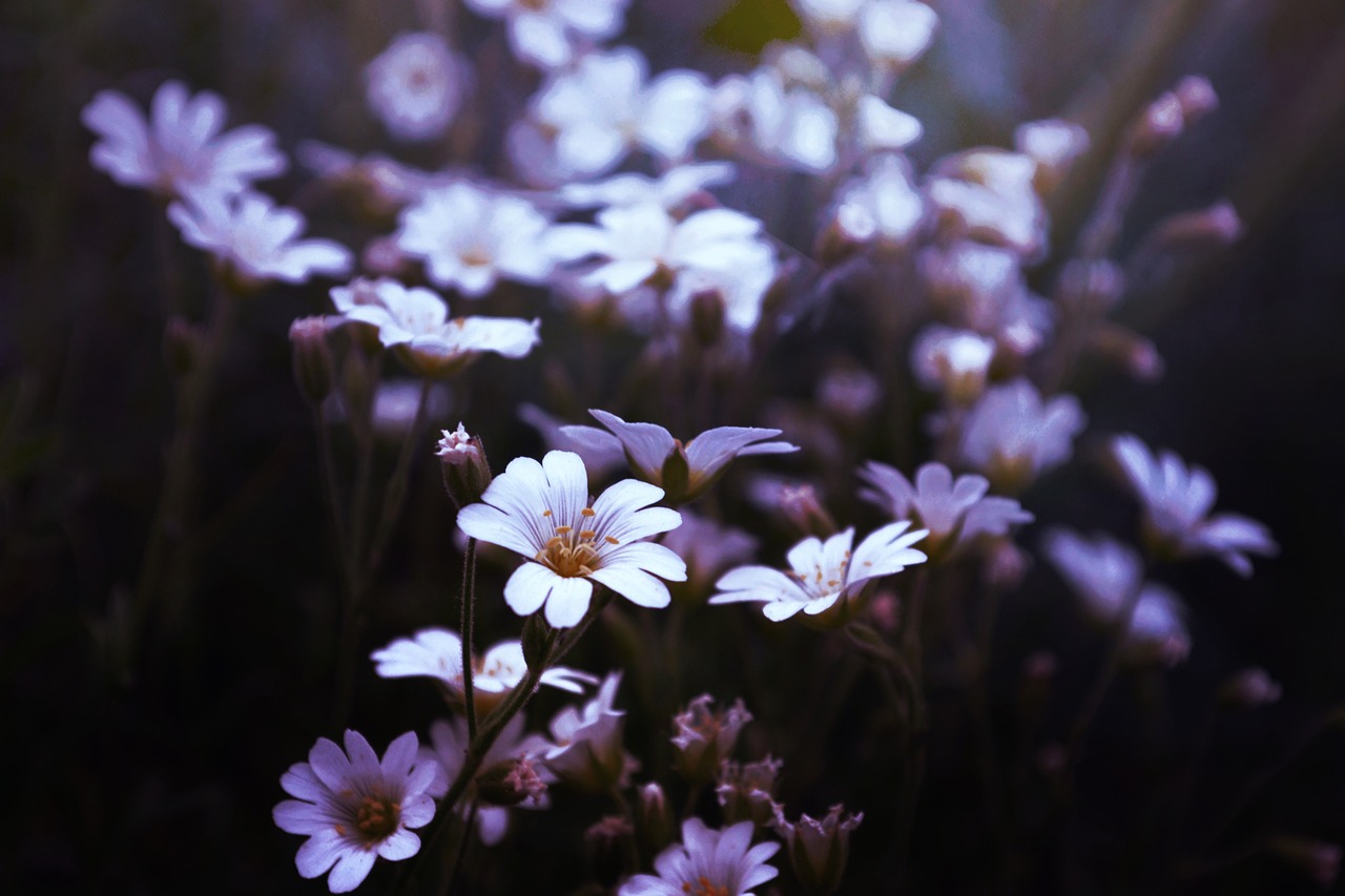 The Role of Community Gardens in Urban Sustainability